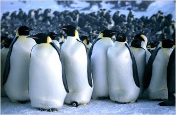 Imagem 4 do filme A Marcha dos Pinguins